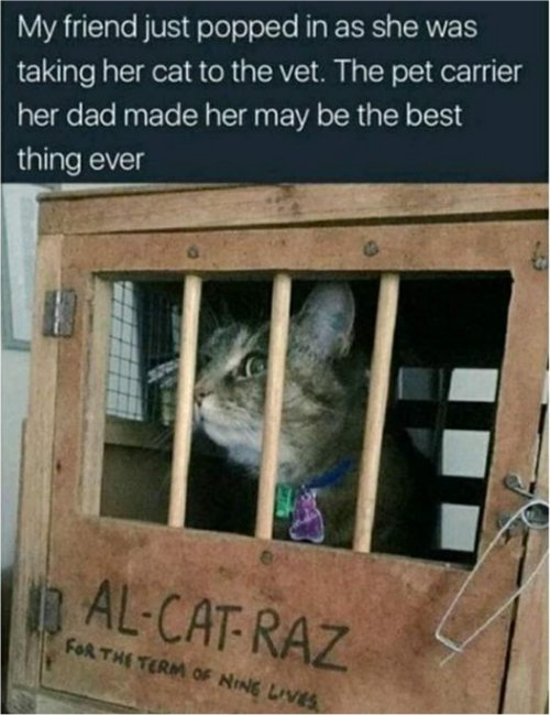 caturday alcatrz majorgeeks.jpg